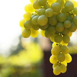 Aroma Uva Bianca