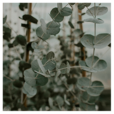 Aroma Eucalipto