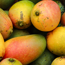 Aroma Mango Tropical