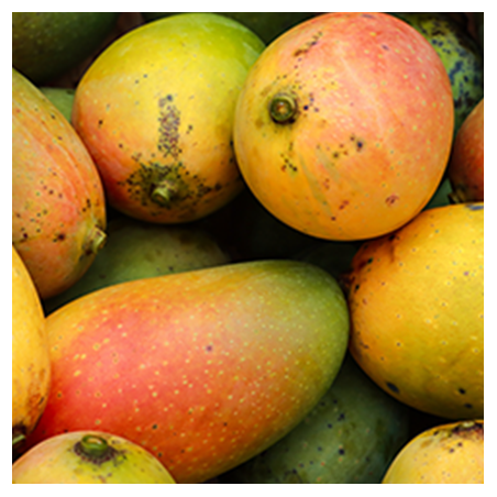 Aroma Mango Tropical