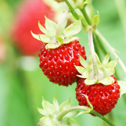 Aroma Wild Strawberry