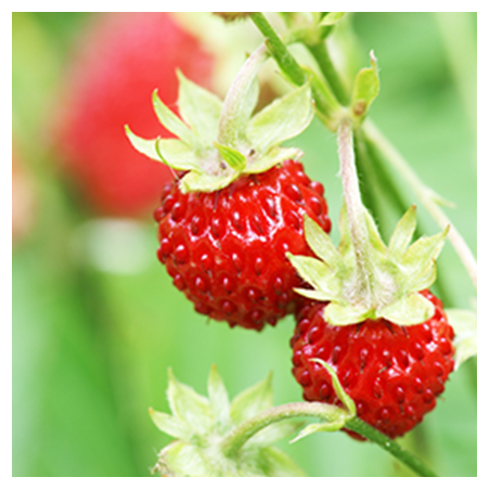 Aroma Wild Strawberry
