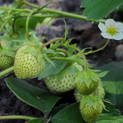 Aroma Strawberry Green