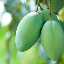 Aroma Mango Green