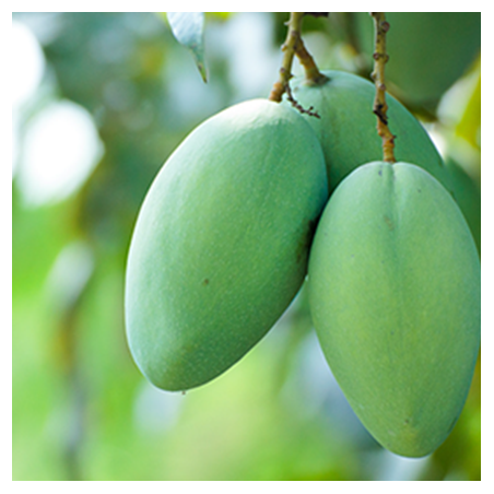 Aroma Mango Green