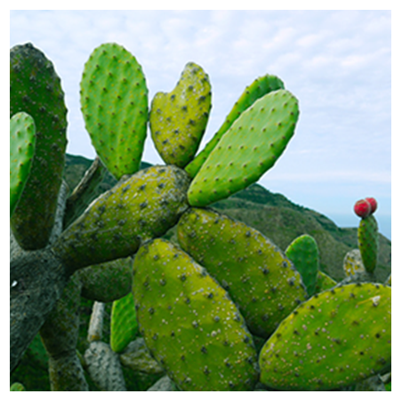 Aroma Cactus