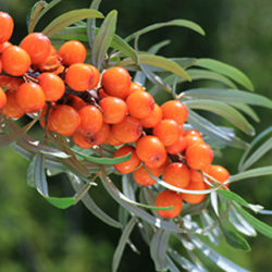 Aroma Olivello Spinoso