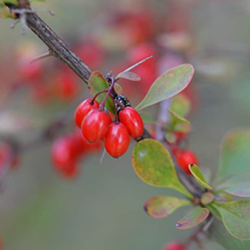 Aroma Berberis