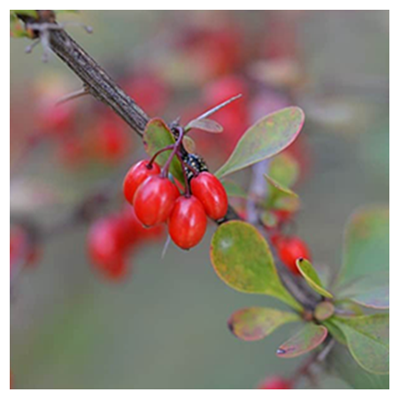 Aroma Berberis