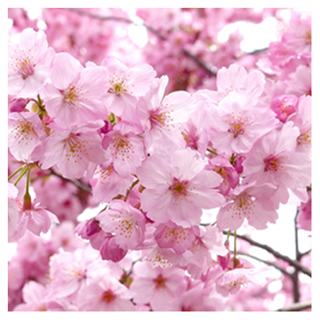 Aroma Petali di Sakura Naturale