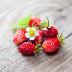 Aroma Fragolina di Bosco