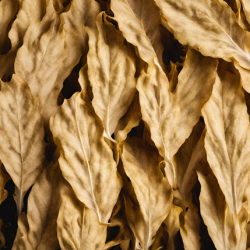 Aroma Tabacco Biondo