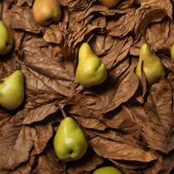 Aroma Tabacco e Pera