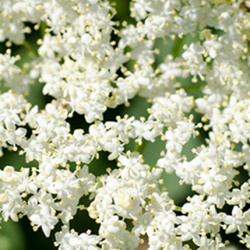 Aroma Fiore di Sambuco