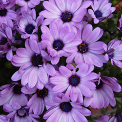 Aroma Violetta Special