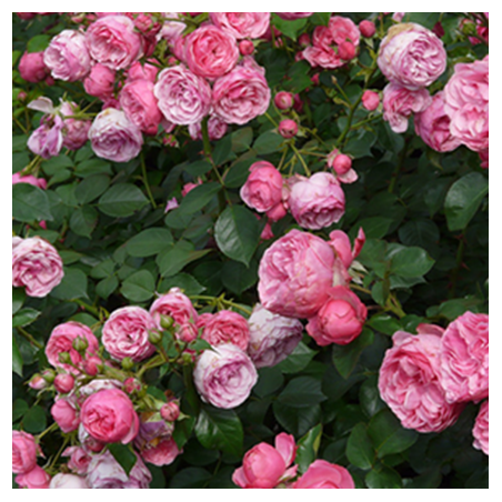 Aroma Rosa Naturale