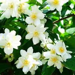 Aroma Gelsomino Naturale