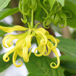 Aroma Ylang Ylang Naturale