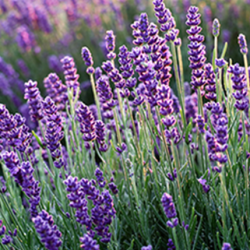 Aroma Lavanda Naturale