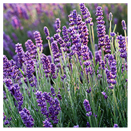 Aroma Lavanda Naturale