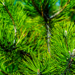 Aroma Pino Siberiano