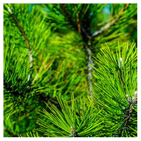 Aroma Pino Siberiano