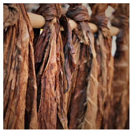 Aroma 7 Foglie