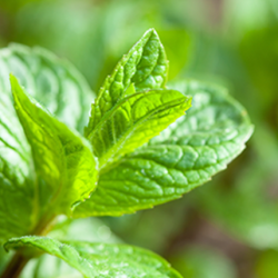 Aroma Xtra-Mint