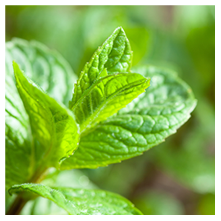 Aroma Xtra-Mint